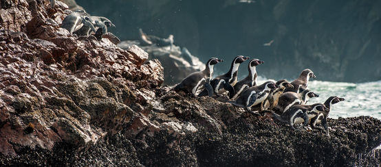 Humboldt penguins on a rocky coastline