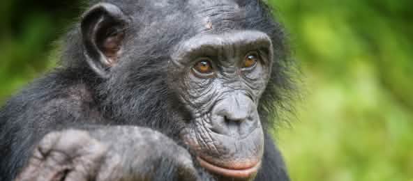 The habitat of bonobos, one of the four great ape species, must be preserved (© Guenter Guni/iStock) Bonobo