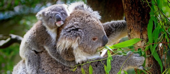 Koala mother and cub