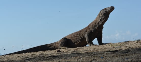 a Komodo dragon looking upward