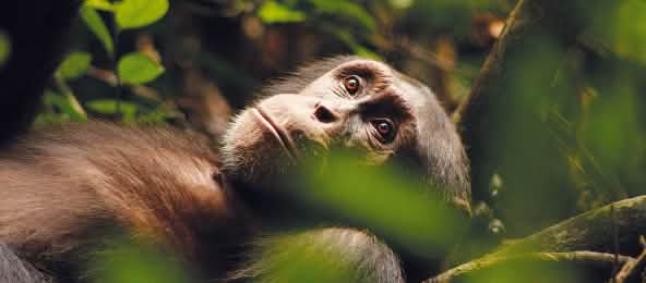 Kuba, a chimpanzee