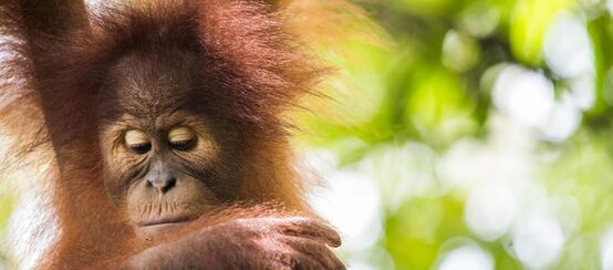 Sumatran orangutan (Pongo abelii)