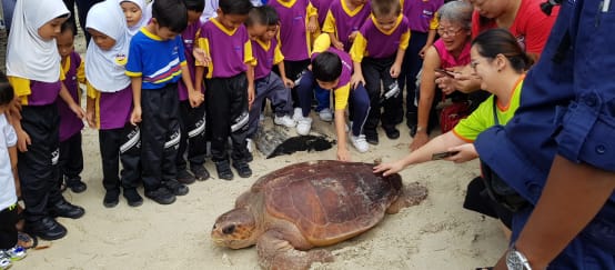 Loggerhead turtle in Malaysia