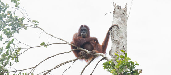 Orangutans are at the brink of extinction. (© IAR) Orangutan in tree