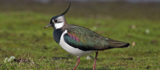 A lapwing