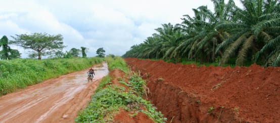 Okomu Oil Palm Company (OOPC) has dug a deep trench around its plantation. (© Rettet den Regenwald / Mathias Rittgerott) Trench around Okomu Oil Palm plantation in Nigeria