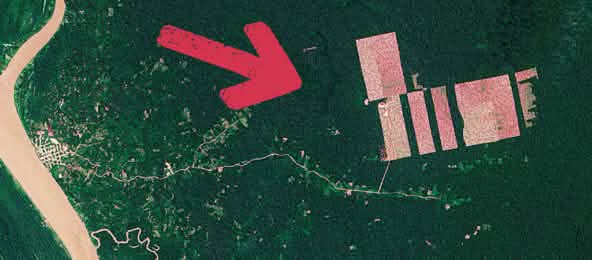 Satellite image of the cocoa plantations cut into the rainforest to the east of the Amazon (© NASA Earth Discovery) Satellite image of deforestation – Tamshiyacu, Peru