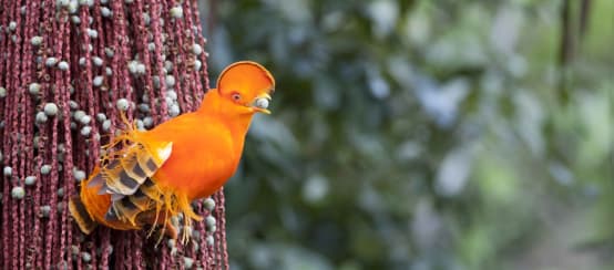 The magnificent Guianan cock-of-the-rock (Rupicola rupicola) is one of countless wildlife species in French Guiana Orange Guianan cock-of-the-rock