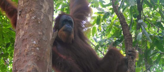 Home sweet home! (© Boboy Simanjuntak) A Sumatran orangutan in a tree