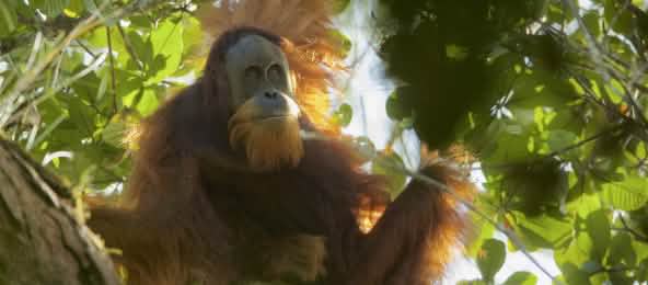 The Tapanuli orangutan: only just discovered, soon to be extinct? Tapanuli orangutan