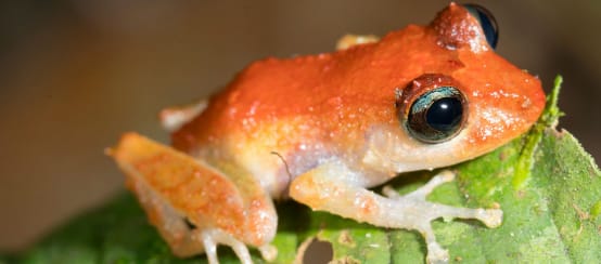 Pristimantis frog