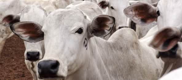 Our appetite for meat is trashing rainforests and savannas Cattle herd in Mato Grosso