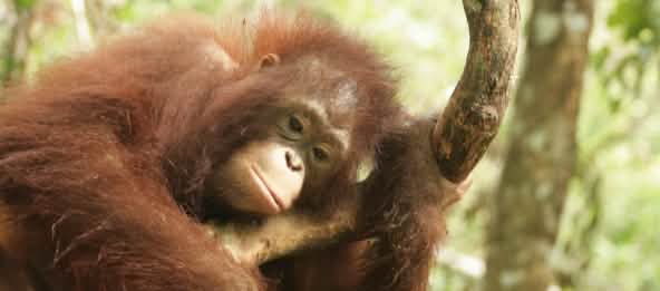 Borneo’s peat bog forests are home to orangutans, proboscis monkeys, black bears and clouded leopards. Orangutan in Central Kalimantan, Borneo