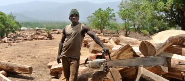 Logger with chainsaw and rosewood logs in Nigeria