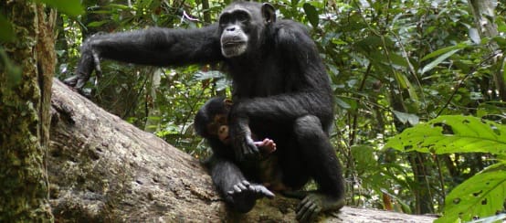 Chimpanzees in Sapo National Park