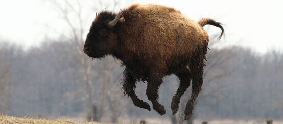Reprieve for bison and caribou habitat (© Miklos Galata/shutterstock.com) Bison