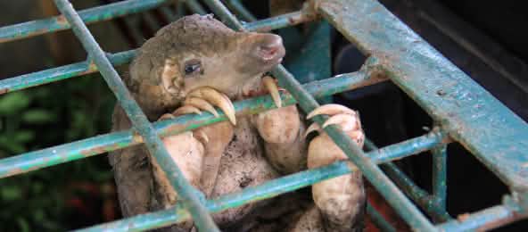 Captive pangolin Pangolin in a cage at the Riau Natural Resource Conservation Centre, Indonesia