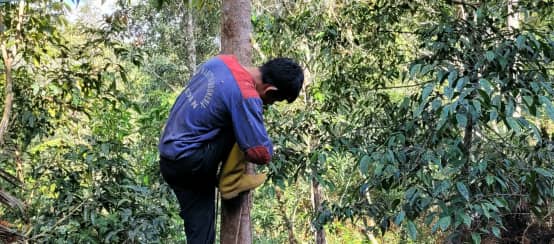 Mega-plantations swallow forests – industrial agriculture swallows small farmers and indigenous people (© Boboy Simanjuntak) Benzoin tree in North Sumatra (Styrax benzoin)