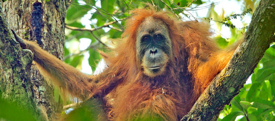 Pongo tapanuliensis