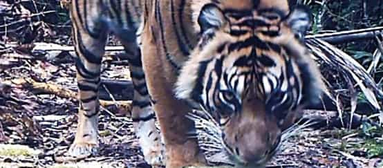 A Sumatran tiger recorded by a camera trap (© FKL) Camera trap image of Sumatran tiger