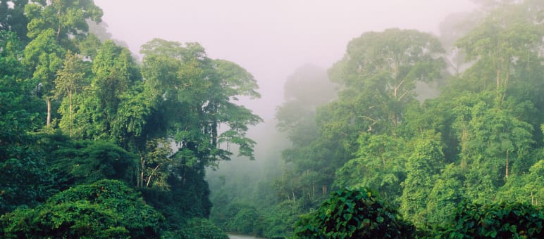 Biodiversity is particularly high in the tropics A river flowing through the rainforest