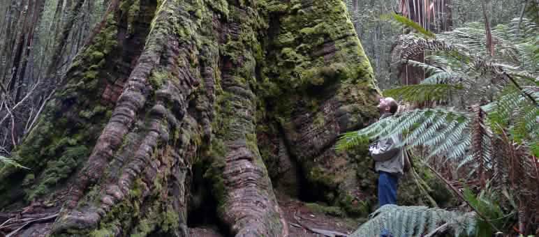 Some of the world's tallest trees are safe (photo: bishib70/Flickr)