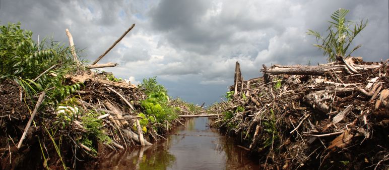 Deutsche Bank takes a first step away from conflict palm oil