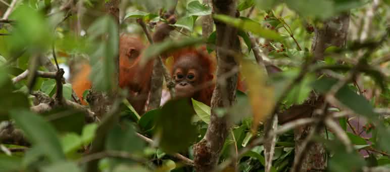 Juvenile orangutan in tree