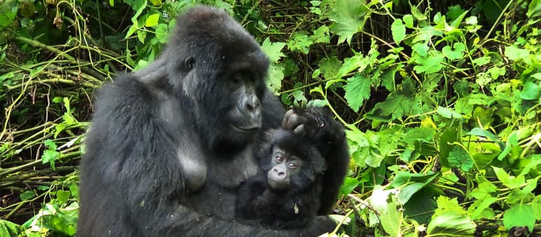 Gorilla family in Virunga National Park