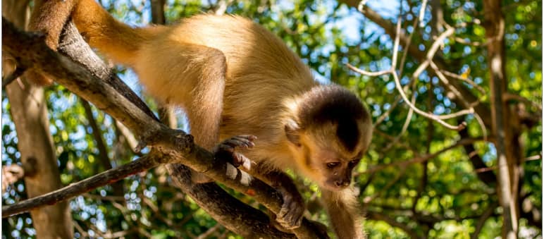 A Kaapori capuchin monkey climbing on a branch