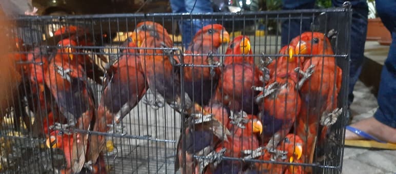 Red lories in a cage