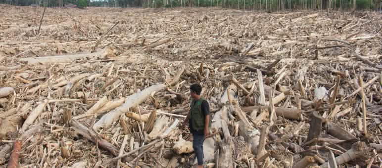 A man is standing on a fallen tree trunk and looking out over a vast cleared area. Forest is visible on the horizon.