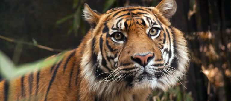 Sumatran tiger