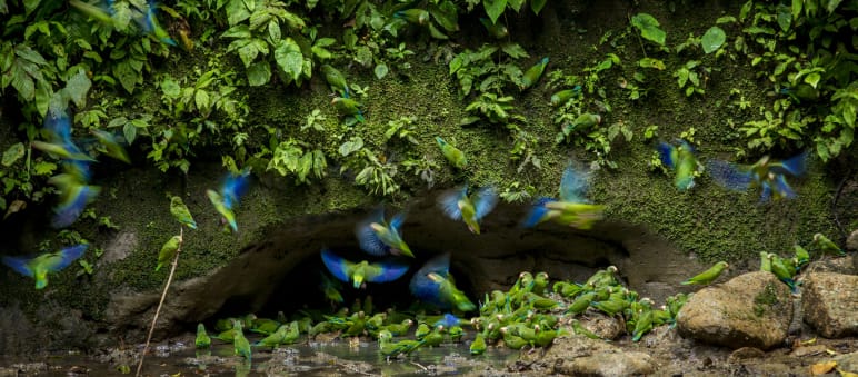 Parrots in Yasuni National Park