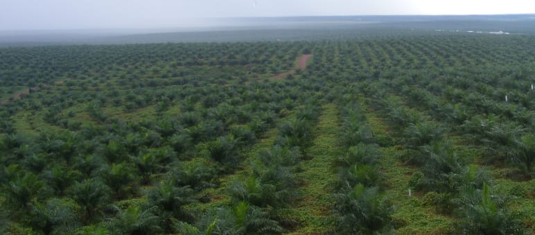 Oil palm plantations are the main reason for rainforest destruction in Indonesia