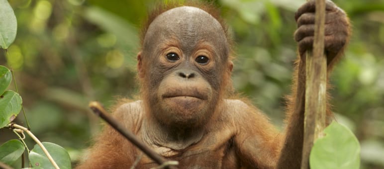 Hope for the orangutans of Tripa