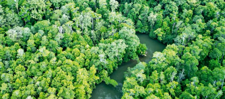 Aerial view of rainforest with a river and clear-cut area
