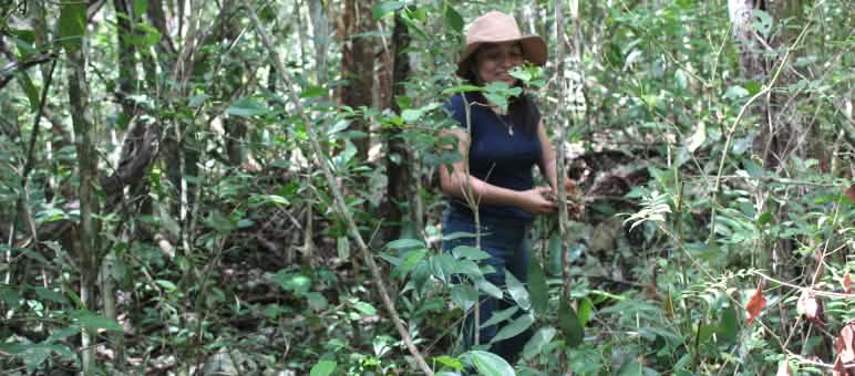 In the Yucatán forest
