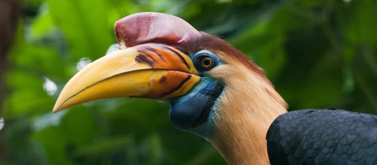 The hornbill, cuscus, anoa and maleo are fighting for survival on Sulawesi Sulawesi helmeted hornbill