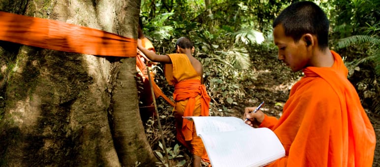 Monks in Cambodia mark ancient trees in Areng Valley