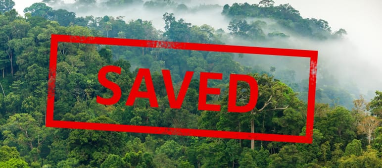 Rainforest in the mist with superimposed SAVED stamp
