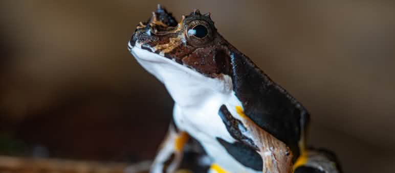 Closeup of a frog