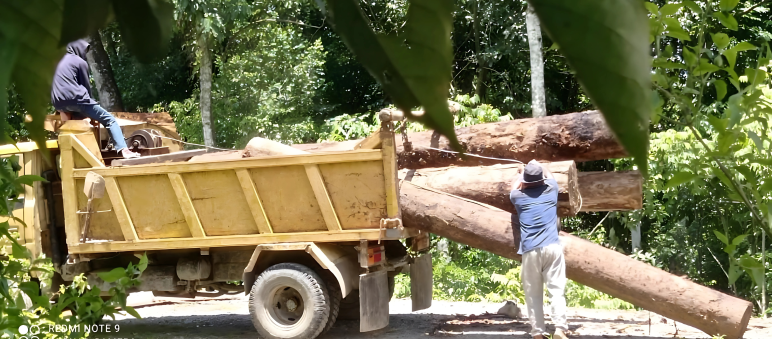 The conviction is a signal to organized criminal loggers in the Leuser Ecosystem Logs being loaded on a truck