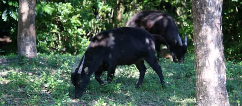 Dwarf buffaloes in Sulawesi