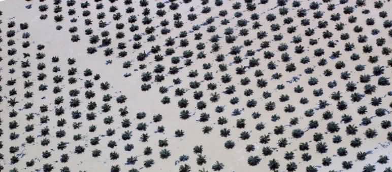 Aerial view of a flooded oil palm plantation on Sumatra