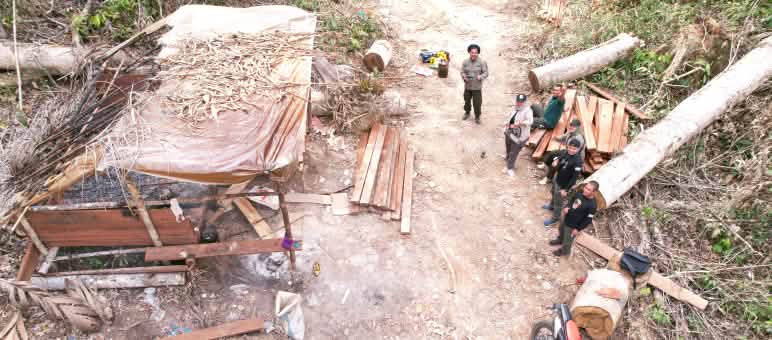 Police seizing illegal timber in the forest