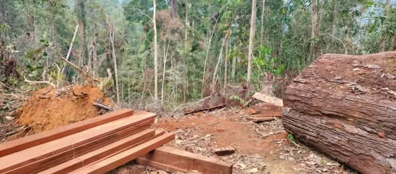 Logs and timber in the forest