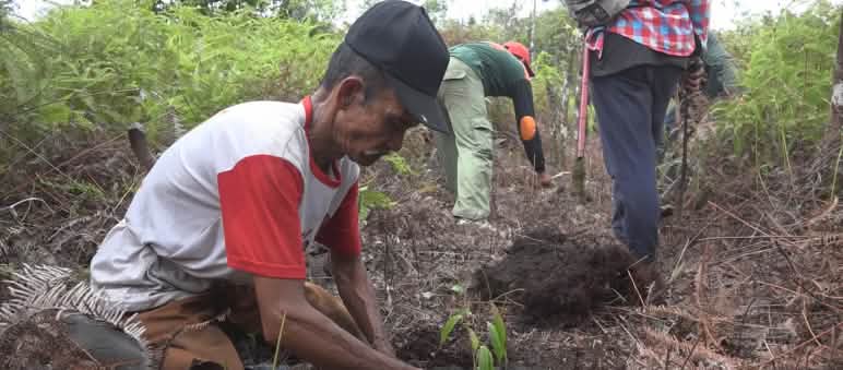 Rewetting drained peat soil is crucial to preventing devastating fires