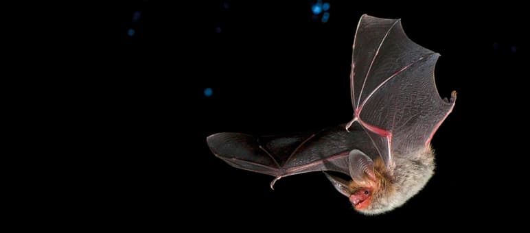 The threatened Bechstein's bat Bechstein bat