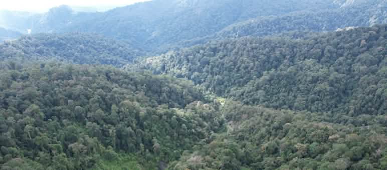 Aerial view of mountain rainforest